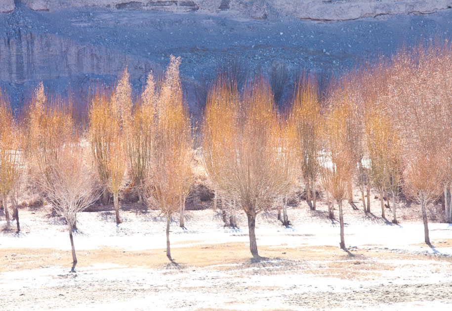 05_ladakh.winter.trees.landscape.india.color.jpg